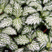 Fittonia