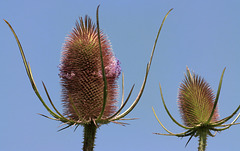 EOS 90D Peter Harriman 13 57 19 33736 teasel dpp