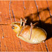 IMG 0202 Beetle