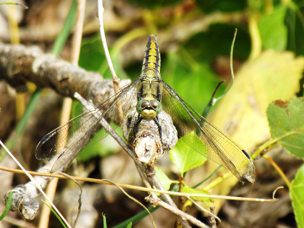 Black-tailed Skimmer f (Orthetrum cancellatum) 30-06-2012 10-32-52