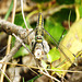 Black-tailed Skimmer f (Orthetrum cancellatum) 30-06-2012 10-32-52