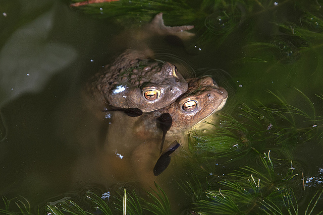 20150604 8353VRAw [D~RI] Erdkröte (Bufo bufo), Kaulquappen, Rinteln