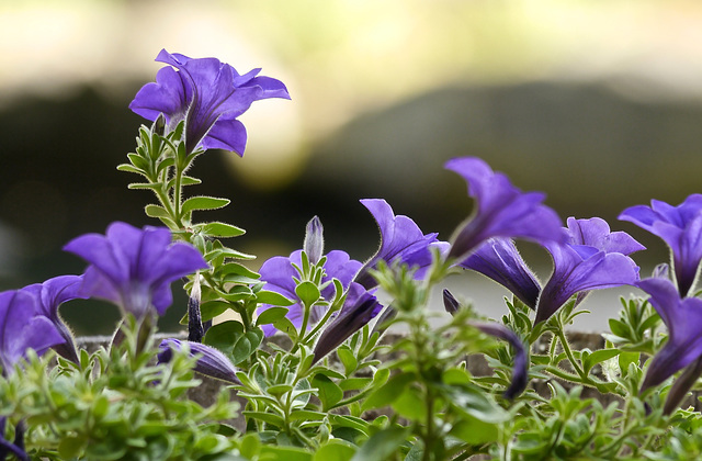 Purple Petunias