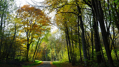 Couleurs d'automne en Haute-Saone ( 70 ). 07.