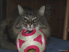 Milly on the ball (2010)