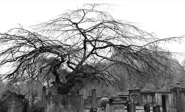 St.Cuthbert's churchyard