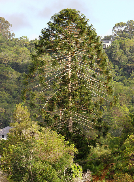 Bunya Pine