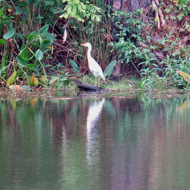 Cattle egret by the pond