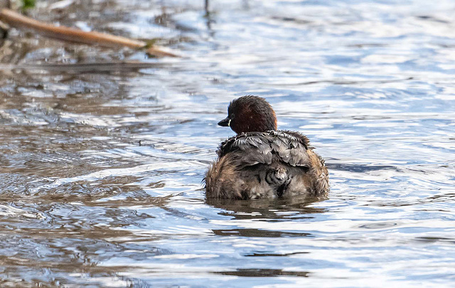 Little grebe