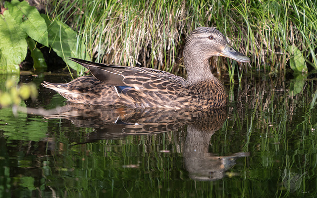 Mama Duck 2 Mama Duck 2