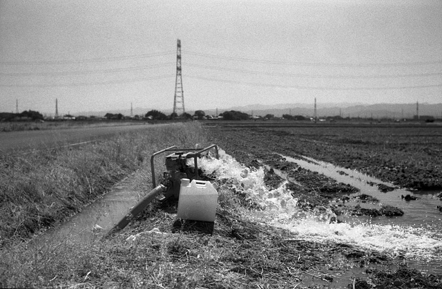 Flooding rice fields