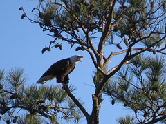 Bald eagle calling to its mate
