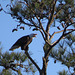 Bald eagle calling to its mate