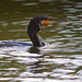 Cormoran