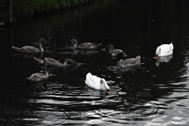 Swan family feeding in the dark