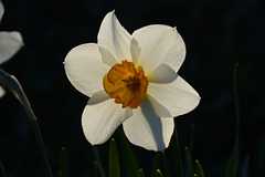 MAG 8461