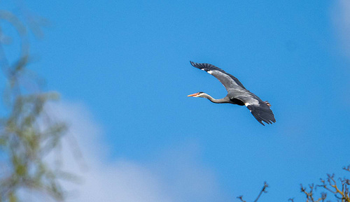 Heron