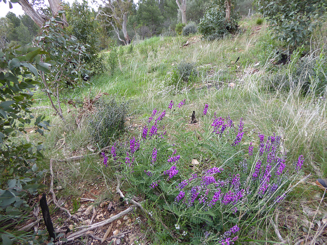 Swainsona lessertifolia, PJL 2871