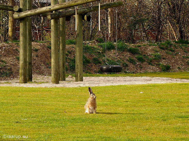 A hare on the playground