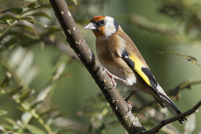 Goldfinch