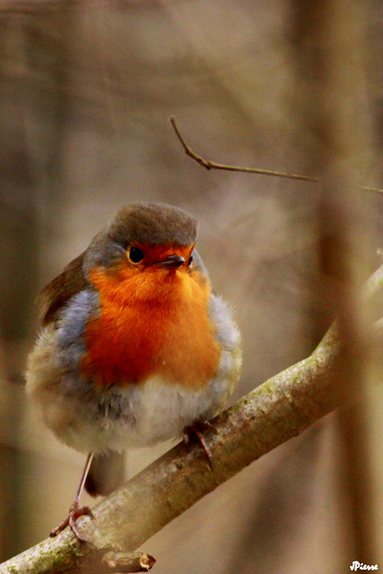 Rouge Gorge