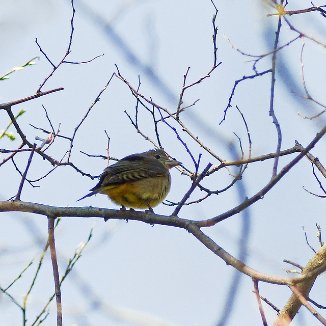 Day 4, Great Crested Flycatcher, Pt Pelee