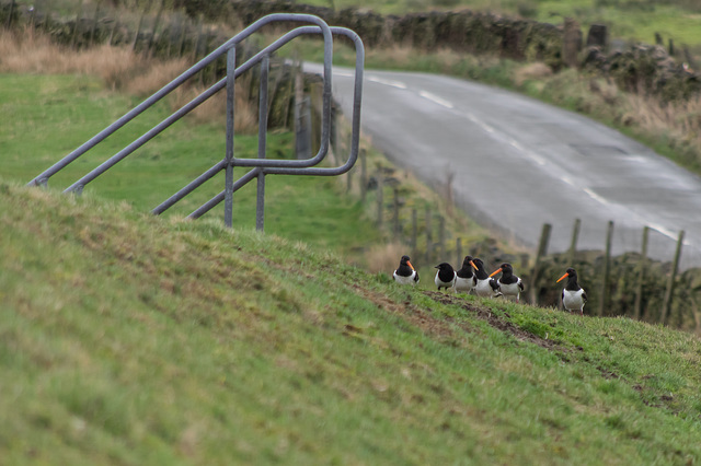 One confused Magpie