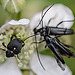 20110519 2729RMw [D~MI] Käfer, Weißpunktiger Schwertlilienrüssler, Großes Torfmoor, Hille