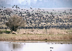 Vogelschwärme an der Elbe