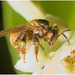 IMG 0027 Bee