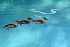 Zimbabwe, Three Ducks in the Clear Water of the Pool at Pioneers Lodge