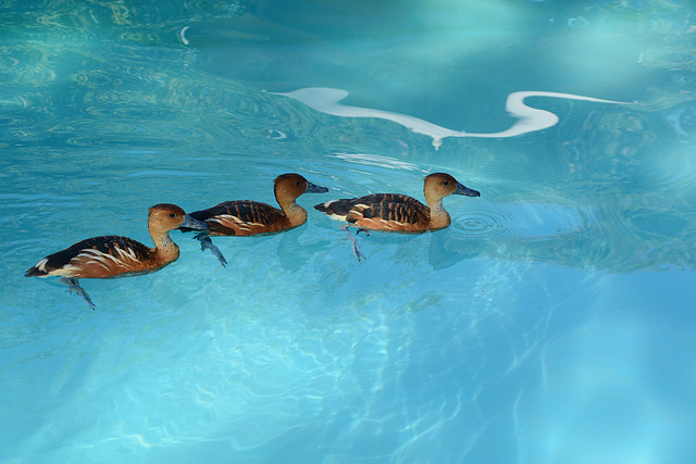Zimbabwe, Three Ducks in the Clear Water of the Pool at Pioneers Lodge Zimbabwe, Three Ducks in the Clear Water of the Pool at Pioneers Lodge