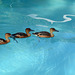 Zimbabwe, Three Ducks in the Clear Water of the Pool at Pioneers Lodge