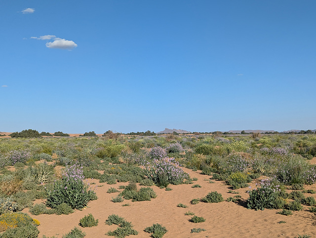 Végétation saharienne / Desert vegetation