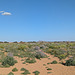 Végétation saharienne / Desert vegetation