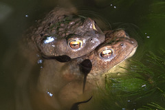 20150604 8354VRAw [D~RI] Erdkröte (Bufo bufo), Kaulquappen, Rinteln