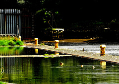 "On Golden Pond"......by the edge of the Tyne