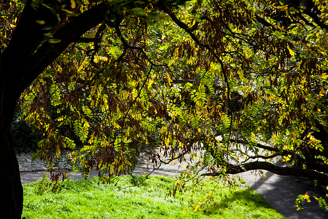 The Tree at the Underpass