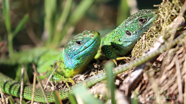 Lézard vert (Lacerta bilineata)