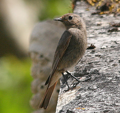 Rougequeue (Rossignol des murailles)