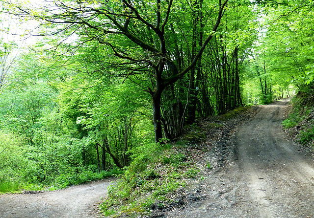 DE - Mayschoß - Auf dem Weg nach Rech