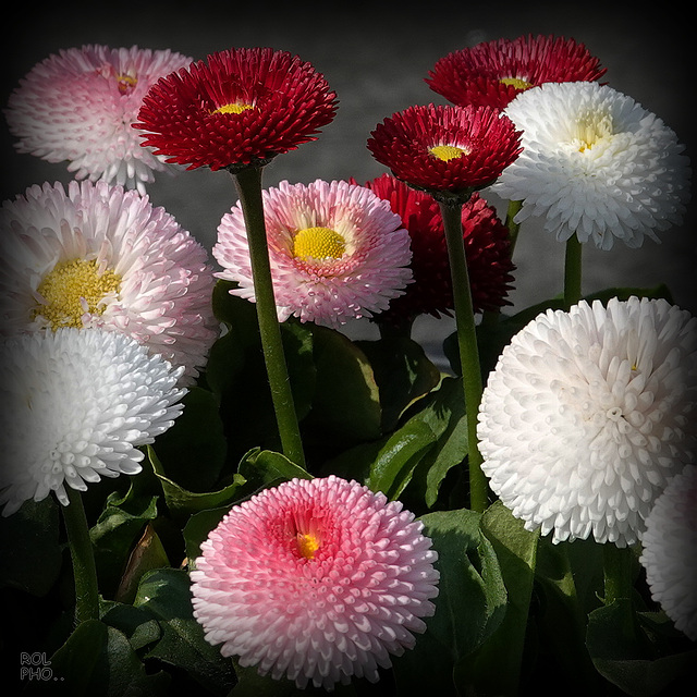 Bellis perennis