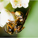 IMG 0036 Bee