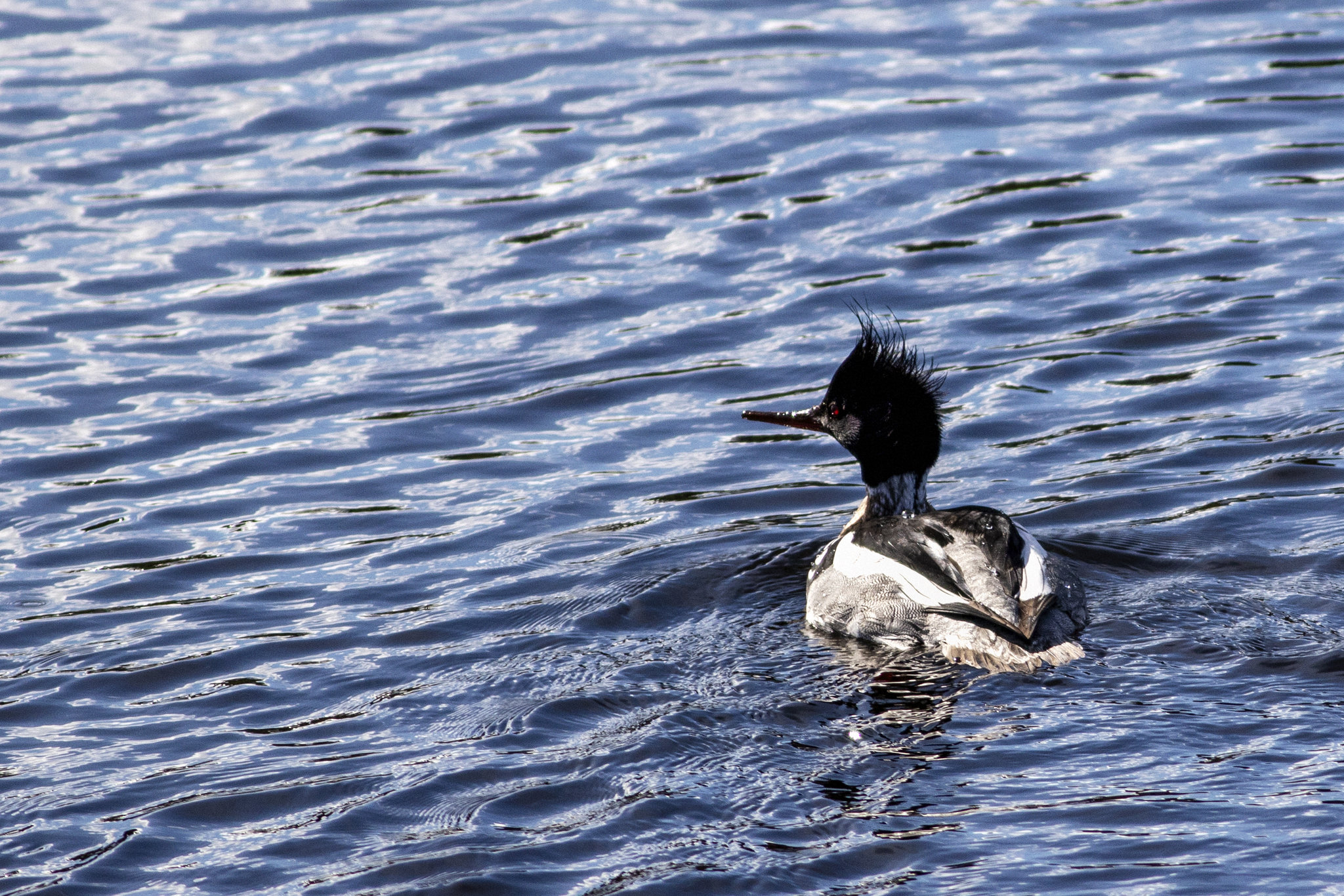 Female Red-Breasted Merganser