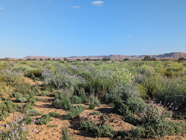 Desert vegetation / Végétation désertique