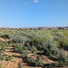 Desert vegetation / Végétation désertique