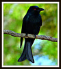 Spangled Drongo