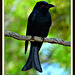 Spangled Drongo