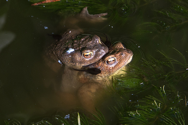 20150604 8355VRAw [D~RI] Erdkröte (Bufo bufo), Rinteln