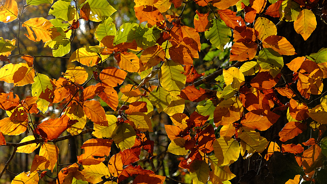 Couleurs d'automne en Haute-Saone ( 70 ). 08.